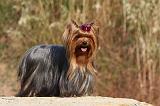 YORKSHIRE TERRIER 537